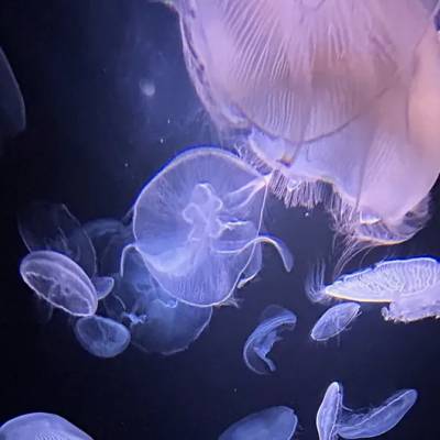 Méduses - Les souveraines des océans